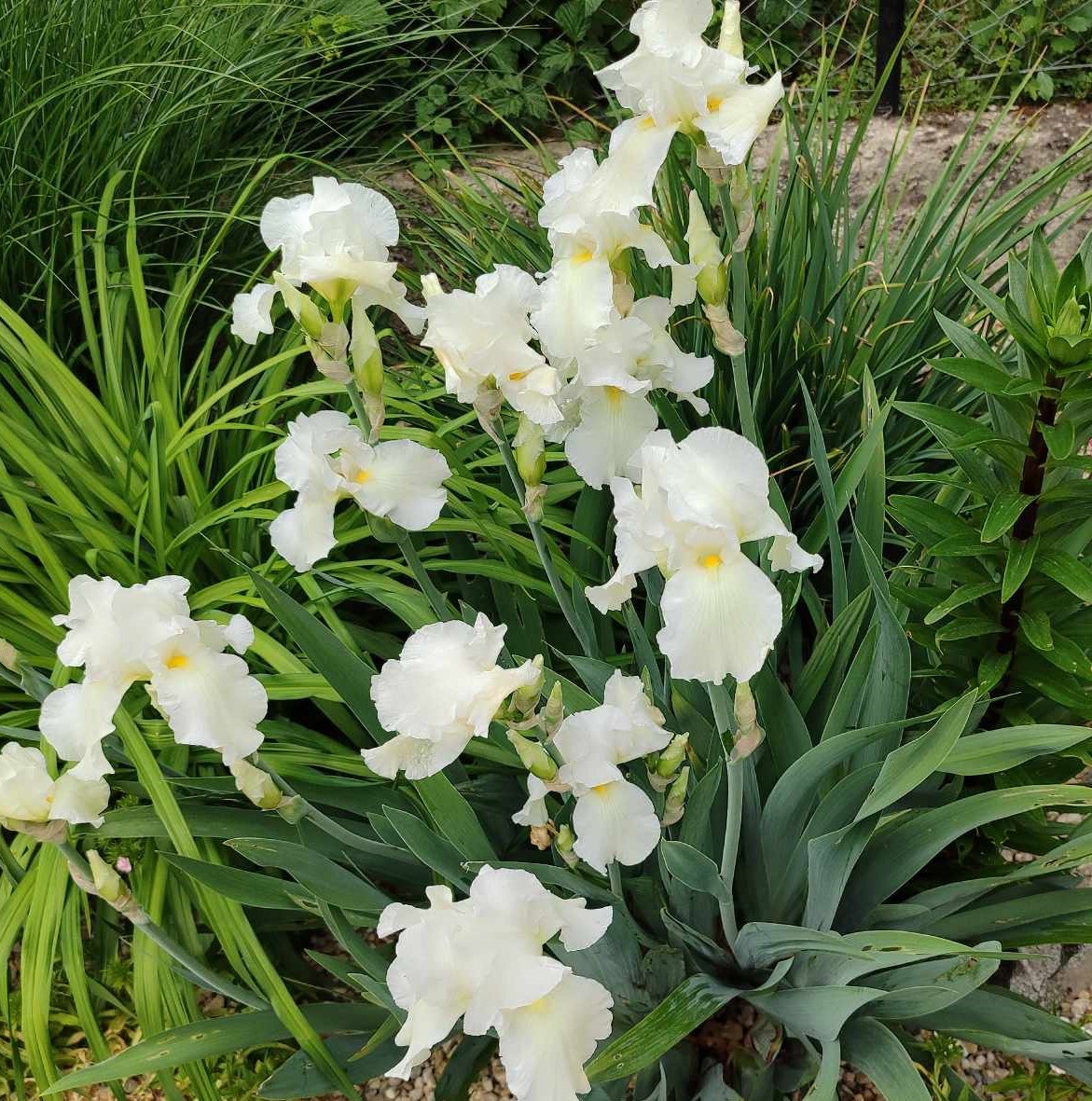 Kosatec 'Immortality' 